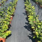 Lieska obyčajná (Corylus avellana) ´TONDA DALLE LANGHE´ - výška 60-80 cm, kont. C5L